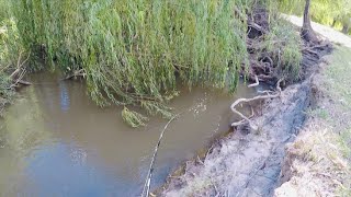 Murray Cod Fishing  Spinnerbaits in the Willows [upl. by Leunamne715]