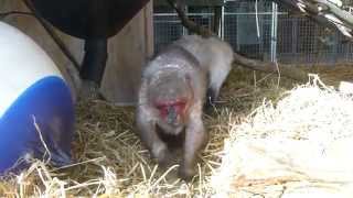 StumpTailed Macaques at Monkey World [upl. by Nakeber689]