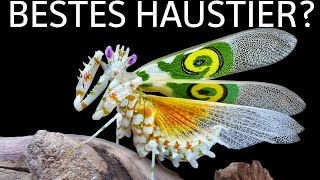 Gottesanbeterin als Haustier [upl. by Eads499]