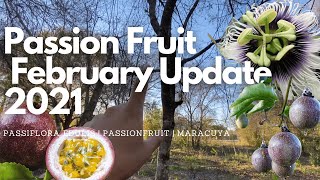 Passion Fruit Vines  Passiflora Edulis Update 2021 [upl. by Onibla805]