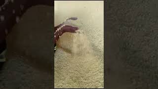 INTERTEK Granular Fertilizer [upl. by Peatroy]