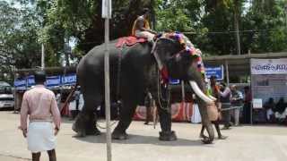 Koodalmanikyam elephants 2013 [upl. by Alviani]