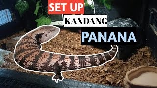 SET UP KANDANG PANANA HALMAHERA BLUE TONGUE SKINK [upl. by Nirak]