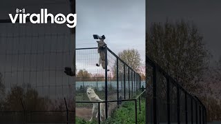 Clever Wolf Climbs Tall Fence  ViralHog [upl. by Airyk]