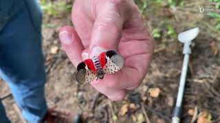 How to destroy Spotted Lanternfly eggs [upl. by Cohberg]