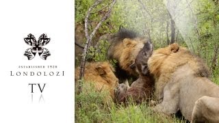 Majingilane Male Lions Kill Hyena  Londolozi [upl. by Eisen]