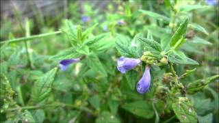 Common Skullcap Scutellaria galericulata var epilobiifolia  20120816 [upl. by Suoirtemed]