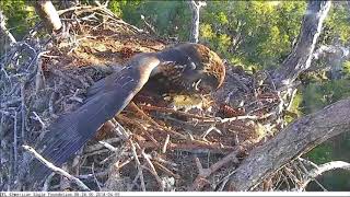 AEF NEFL Eagle Cam 4518 Spirit Brings in Another Fish [upl. by Gaudette751]