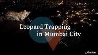 Trapping Leopards in Mumbais Aarey Colony [upl. by Sucramal620]