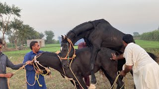 today My best video horse meeting breeding horse meeting breeding viralvideo [upl. by Einra]