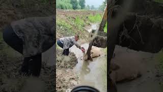 The rescue process of a cow stuck in a mud pit [upl. by Goer]