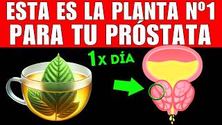 PLANTA 1 que MEJORA tu PRÓSTATA CÓMO TOMARLA [upl. by Rhine]