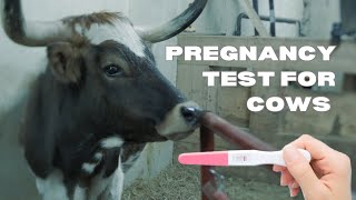 Pregnancy Checking Cows [upl. by Eenyaj39]