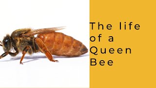 Life of a Queen Bee [upl. by Dnomsed]