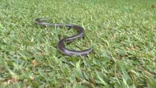 Giant Blind Snake Typhlops schlegelii [upl. by Ysnil]