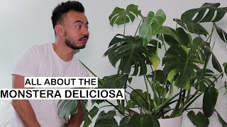 Monstera Deliciosa Care  Repotting  House Plants [upl. by Hafeenah22]