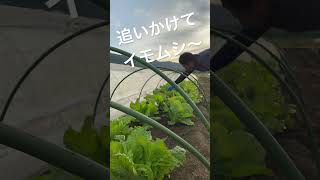 虫喰いはイモムシを探してます 化学肥料不使用 農業 オーガニック 家庭菜園 新規就農 無農薬 白菜 除草 いもむし [upl. by Kostival]