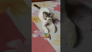 Funny kitten🐱cat funnycat kitten cutecat catvideos kitty shorts ytshorts viralvideo [upl. by Huntington301]