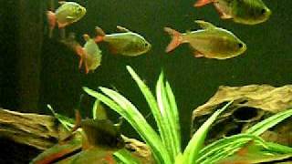 Columbian tetra aquarium fish [upl. by Alemahs]