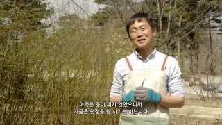 오마이가든 제5화 황매화의 바른 전정 관리 Oh My Garden 5 Spring Pruning Kerria Japonica DC [upl. by Harper]