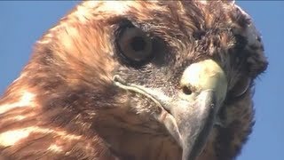 The Raptor Center returns to Galapagos Islands [upl. by Akerdal711]