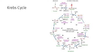 Carbohydrates Metabolism Krebs Cycle  Lecture 10c [upl. by Aehsan419]