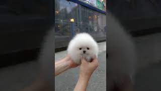 Cute white miniteacup Pomeranian puppy video😘💖 [upl. by Anauq]