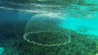 Cast Net Falling Underwater [upl. by Lebasi]