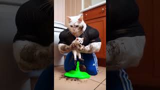 The Muddy Misadventures 🐾💩 From Bath Time to Chaos 😱cat cattalescatfunnyvideosshorts catvideos [upl. by Ennaylil]