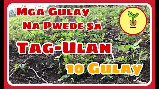 Mga Gulay na Pwedeng Itanim sa Tagulan [upl. by Llerreg108]