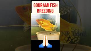 Gourami fish breeding lifecycle fish [upl. by Baryram]