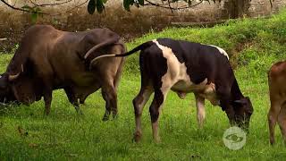 Modelo de pequeña ganadería en el chocó  La Finca de Hoy [upl. by Pufahl294]