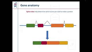 Haplotypes and Star Alleles [upl. by Addy]