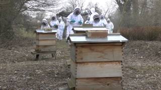 Bee keeping at Croxley Park [upl. by Isnyl]