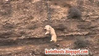 Rescue dog Isthmo in Corinth Greece [upl. by Samson]