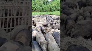 pig farm in river shorts [upl. by Leonardi]