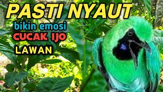 CUCAK IJO GACOR BIKIN IJO LAIN EMOSI amp IKUT BUNYI [upl. by Fishback]