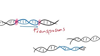 transposon jumping genes [upl. by Quigley]