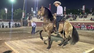 CONCURSO DE CABALLOS BAILADORES EN LA EXPO GANADERA DE CULIACÁN [upl. by Amathiste]