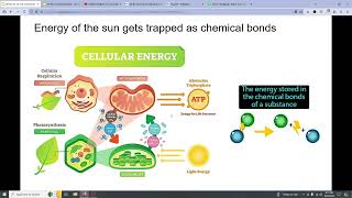 AP BIO 31 to 33 [upl. by Ytisahcal645]