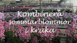 Kombinera sommarblommor i kruka [upl. by Valerye]