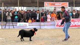 Winning Labrador at Dog show in Manipur India [upl. by Hanni]