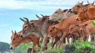 Cow Animals Life in Green Grass Fields  video of Cows and Cow Sounds in nature [upl. by Mcnully]