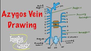 Anatomy Easy Drawing Tutorial Azygos Vein [upl. by Jdavie152]