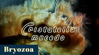 A colony of Cristatella mucedo Bryozoa  Moss Animal [upl. by Ailasor222]