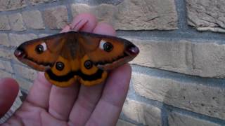 Saturnia walterorum  Walters silkmoth  female beautiful [upl. by Matthias]