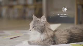 Purina Pro Plan Cat Sterilised long version [upl. by Antoni884]