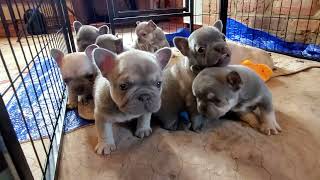 Pricing French Bulldog Puppies [upl. by Wilhelmina]