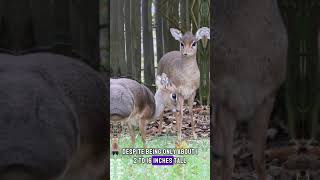 The Dikdik Adorable Facts About Africas Miniature Antelope 🦌💕 animalfacts shorts [upl. by Sheldon]