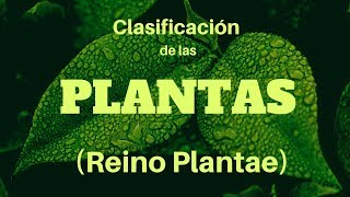 CLASIFICACIÓN DE LAS PLANTAS Reino Plantae [upl. by Platt]